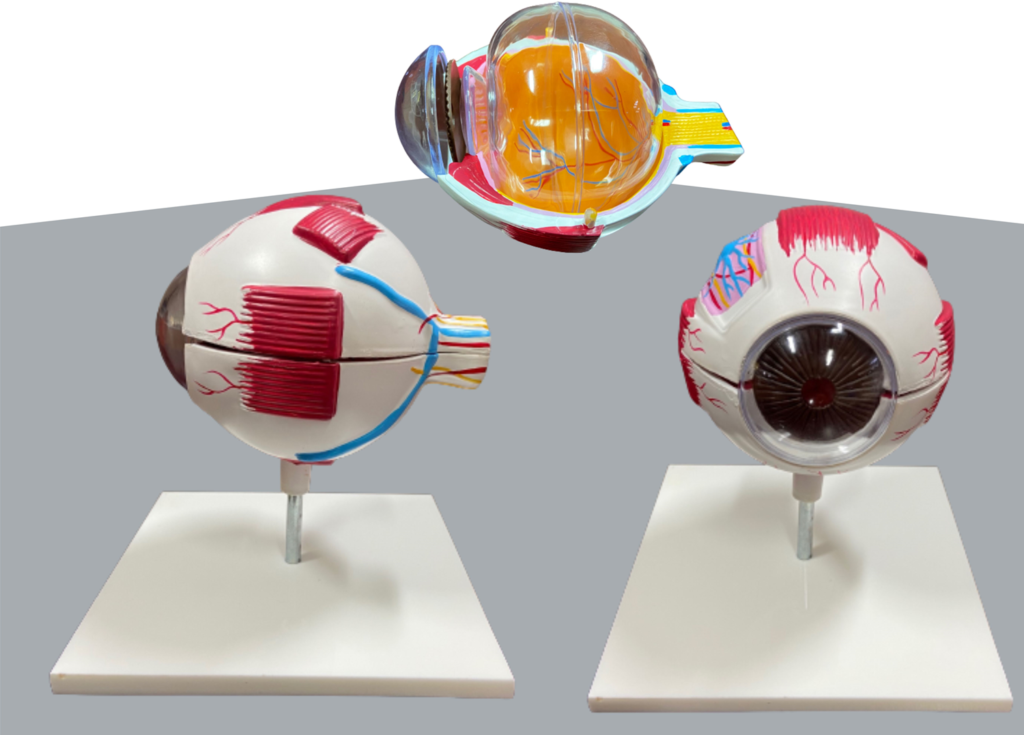 Full Globe Eye Model