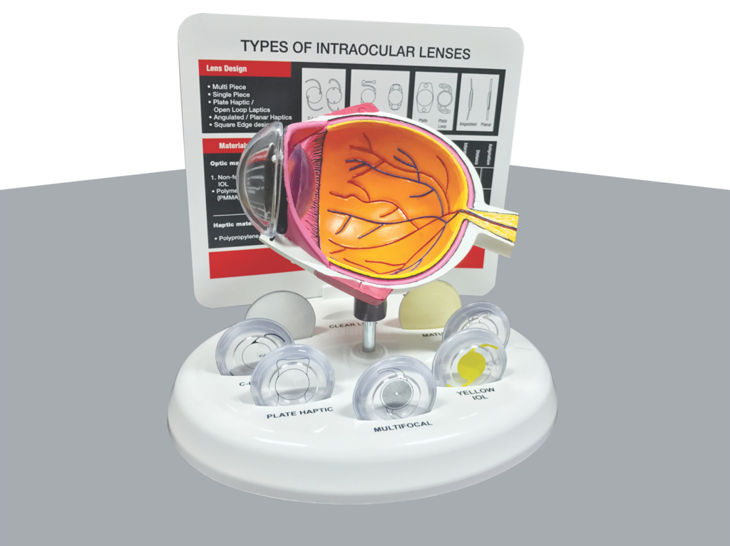 IOL Eye Model