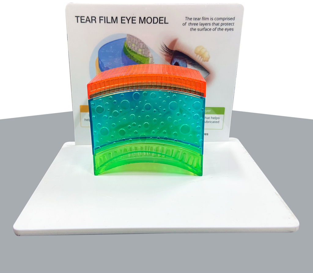 Tear Film Model