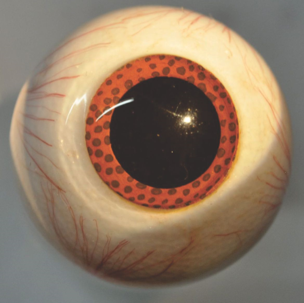 Model Eyes for Slit Lamp / Microscope / Fundus Camera: